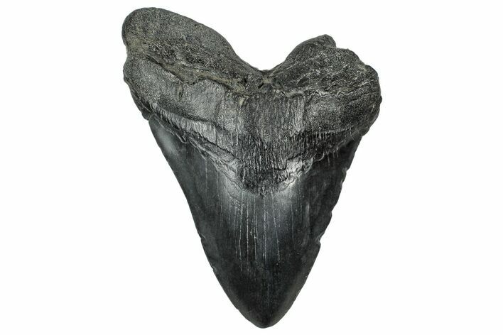 Fossil Megalodon Tooth - South Carolina #328586